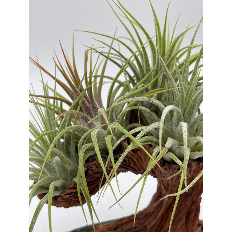 Florida House Plants Bonsai Air Plant Tree Air Plant Holder With Live